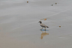 Calidris virgata