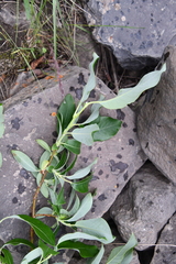 Salix jenisseensis