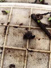 Nepomorpha