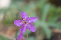 Geranium caespitosum