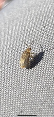 Ophraella communa