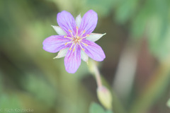Geranium caespitosum