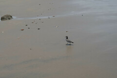 Calidris virgata