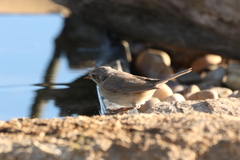 Curruca iberiae