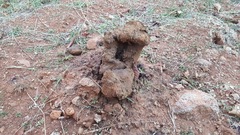 Pisolithus tinctorius