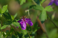 Geranium caespitosum