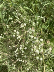 Parthenium hysterophorus