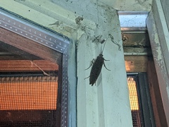 Trichoptera