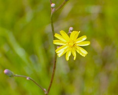 Hieracium megacephalon
