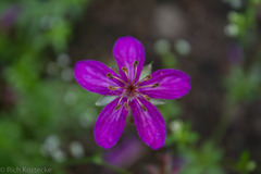 Geranium caespitosum