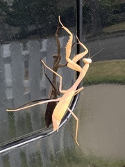 Stagmomantis limbata