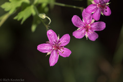 Geranium caespitosum