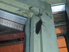 Trichoptera