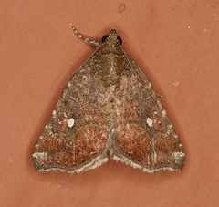 Amyna bullula