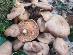 Armillaria socialis