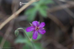 Geranium caespitosum