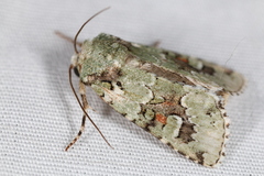 Lacinipolia laudabilis