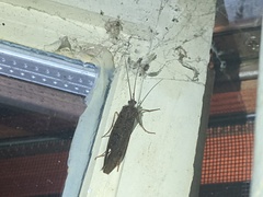 Trichoptera