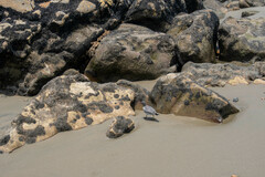 Calidris virgata
