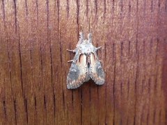 Notodonta scitipennis