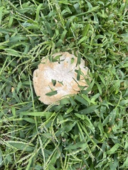 Calvatia craniiformis