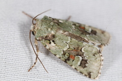 Lacinipolia laudabilis