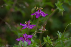 Geranium caespitosum