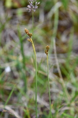 Carex marina