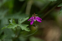 Geranium caespitosum