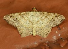Macaria aequiferaria