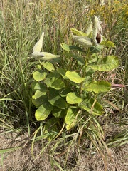 Asclepias verticillata