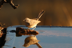 Curruca iberiae