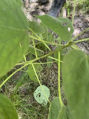 Hibiscus lasiocarpos