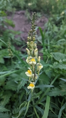 Linaria vulgaris