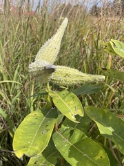 Asclepias verticillata