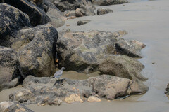 Calidris virgata