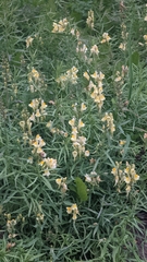Linaria vulgaris