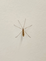 Amphineurus
