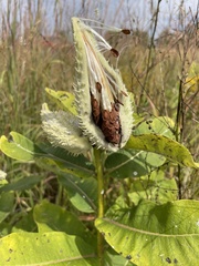 Asclepias verticillata