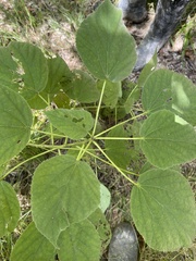 Hibiscus lasiocarpos