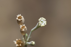 Silene echinospermoides