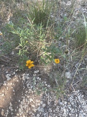 Wedelia acapulcensis