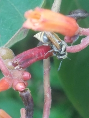 Brachygastra mellifica