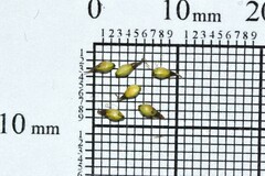 Schoenus pseudoloreus