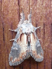 Notodonta scitipennis