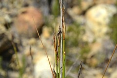 Schoenus pseudoloreus