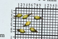 Schoenus pseudoloreus