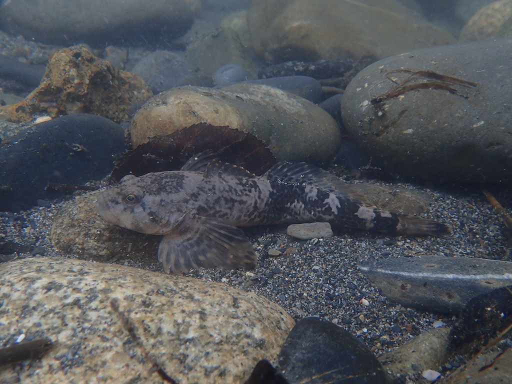 Adour Sculpin