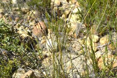 Schoenus pseudoloreus