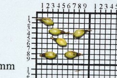 Schoenus pseudoloreus